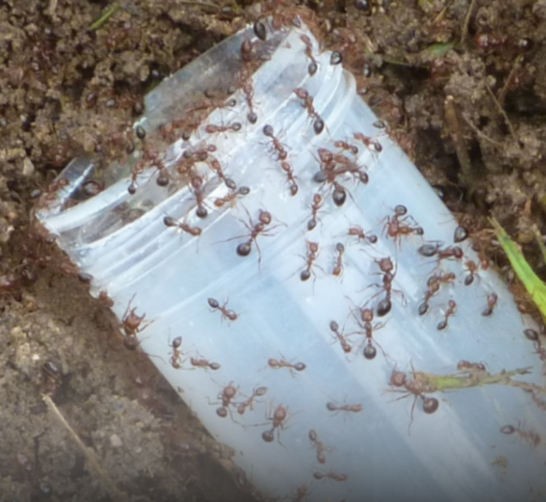 Fire ant training workplaces_QDAF